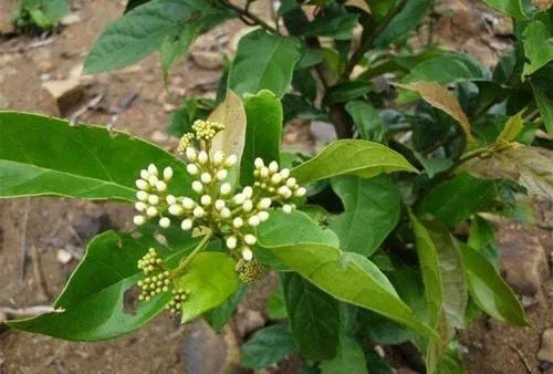 Cây xạ đen là loại cây được dùng để làm dược liệu