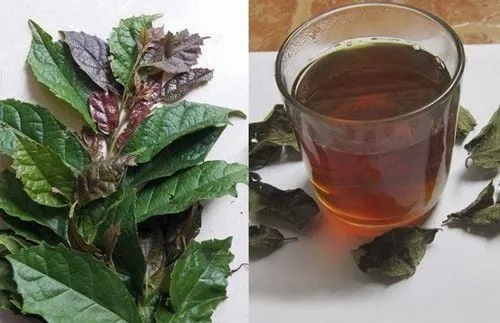 Lá xạ đen có nhiều công dụng như thanh nhiệt, lợi tiểu