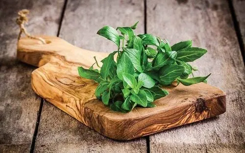 Công dụng của cây húng quế cần được khai thác đúng cách