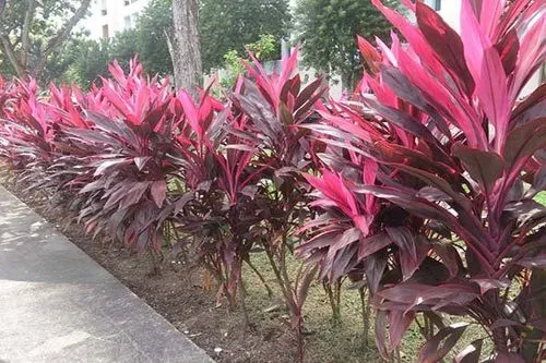 Lá cây huyết dụ màu đỏ tía, một trong hai loại phổ biến, được sử dụng trong các bài thuốc cổ truyền