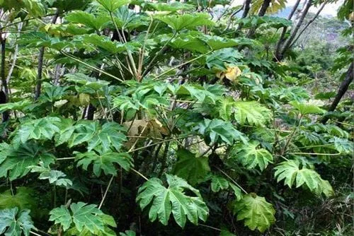 Hình ảnh thực tế của cây thông thảo