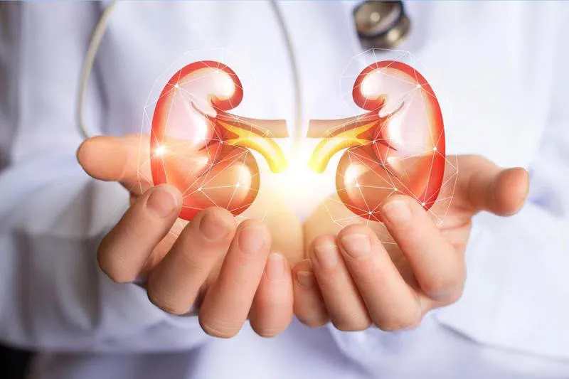 Hình ảnh hai quả thận được minh họa rõ nét, liên hệ với việc ăn đậu hũ giúp cải thiện chức năng thận