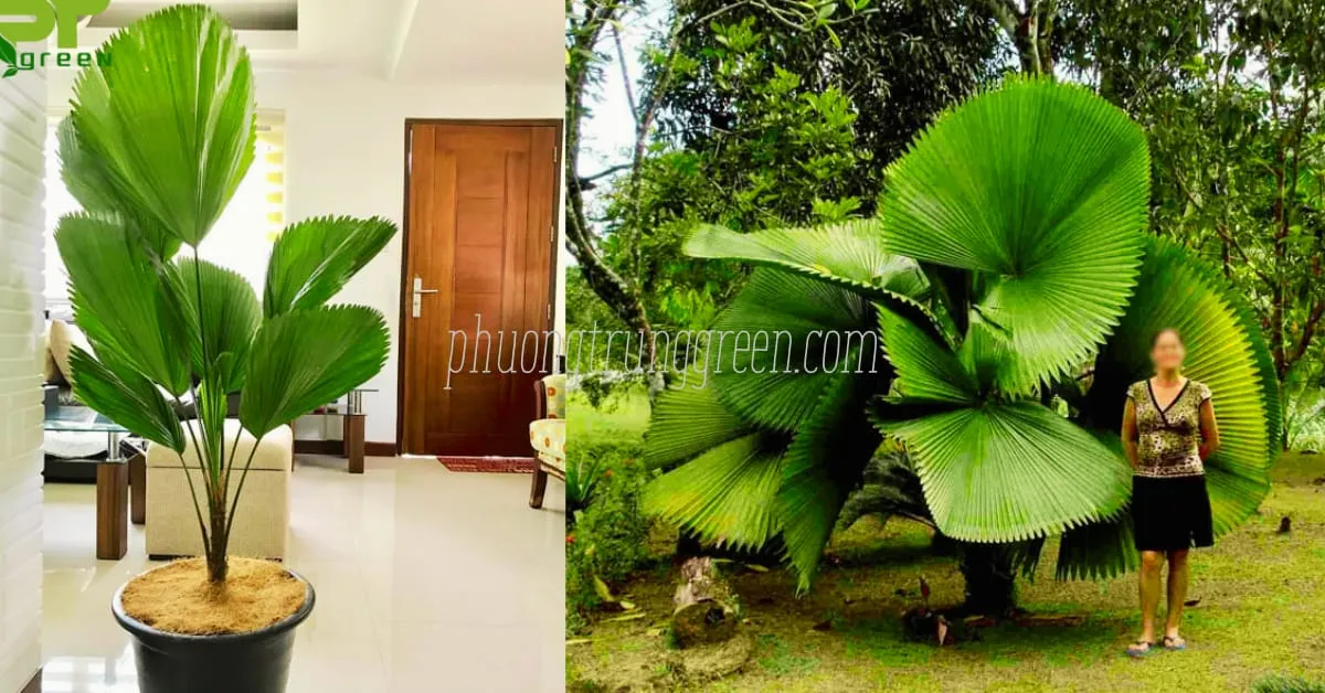 Tác dụng cây Kè Nhật