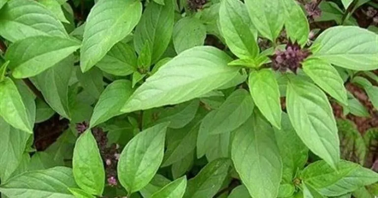 Hạt lá é chứa chất nhầy có các acid galacturonic, arabinose, galactose