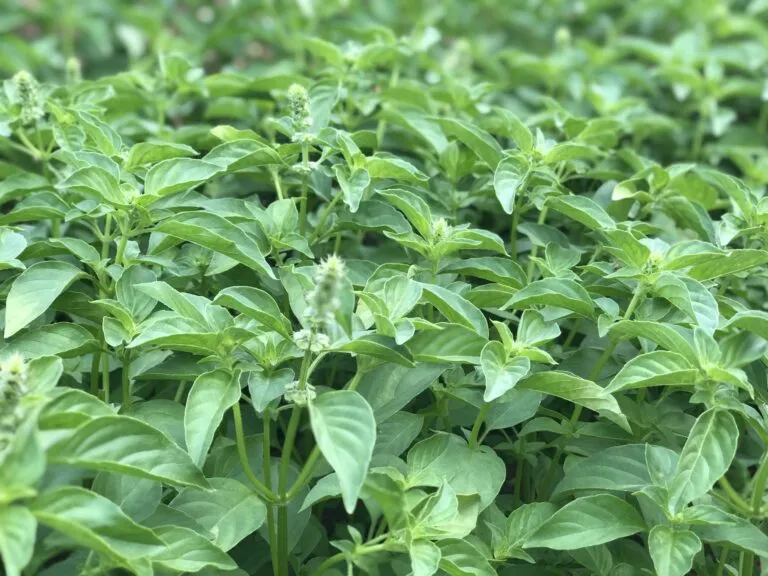 Tìm hiểu thành phần của lá é