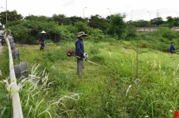 Phát quang bụi rậm quanh nhà để loại bỏ nơi ẩn náu của bò cạp