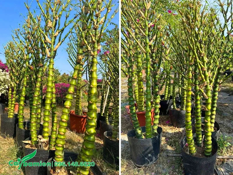 Quan sát phần thân cây Trúc Quan Âm chỉ còn thân cành, không có lá