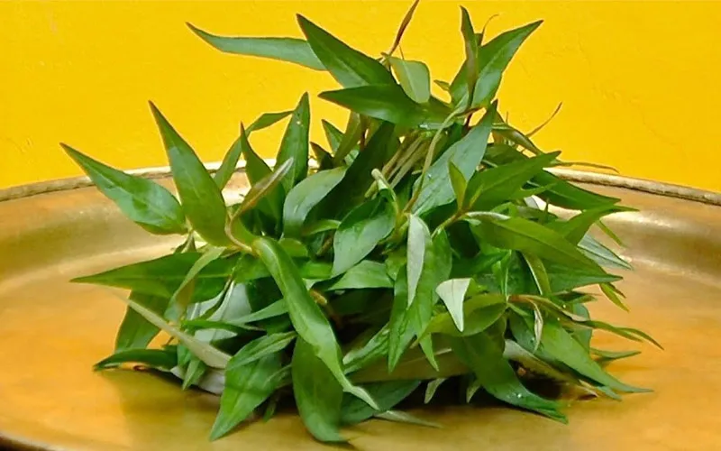 Rau răm xanh mướt, loại rau được khuyến cáo không nên ăn cùng thịt gà