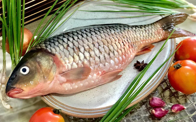 Cá chép tươi sống, loại cá không nên ăn cùng thịt gà