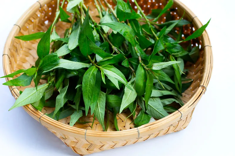 Rau răm không nên kết hợp cùng với thịt gà