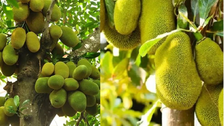 Người xưa kiêng trồng cây mít trước nhà