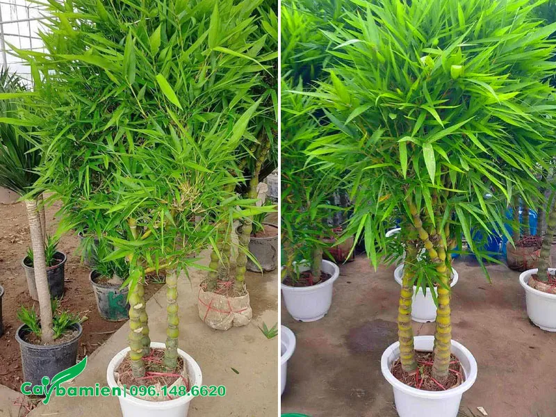 Cây cao gần 2m, tán lá tròn đẹp, thân 3, trồng sẵn trong chậu
