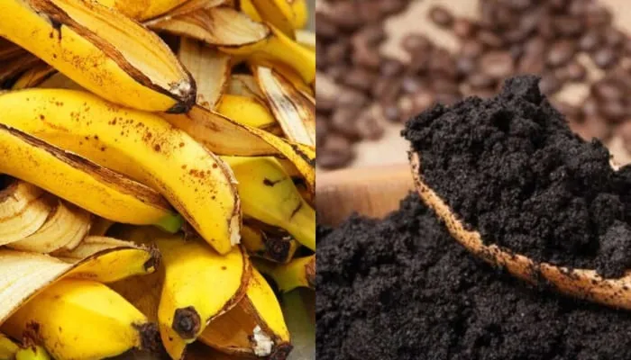 Phân bón từ chuối cung cấp nhiều chất dinh dưỡng cho cây