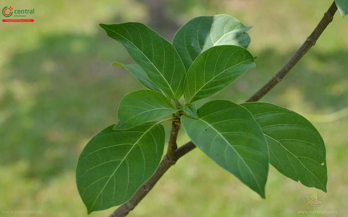 Lá cây Vỏ Dụt