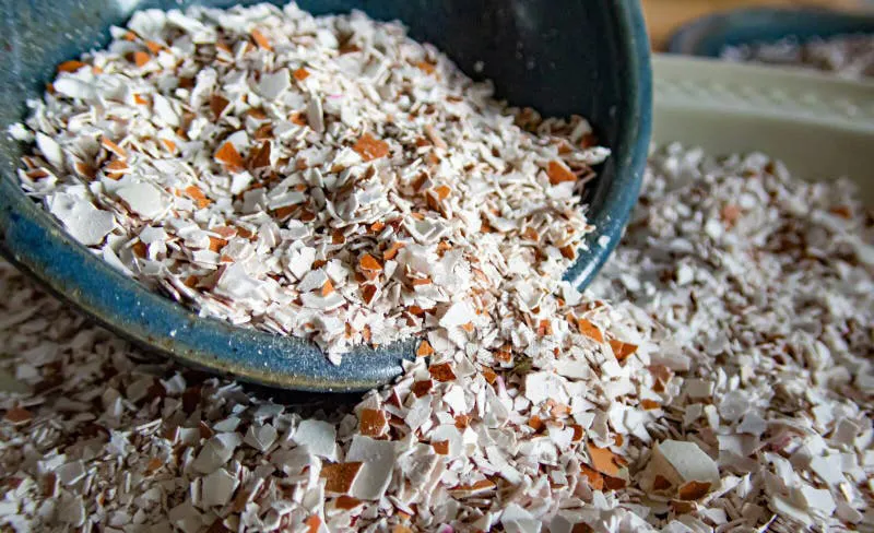 Vỏ trứng gà đã được nghiền vụn chuẩn bị bón cho cây