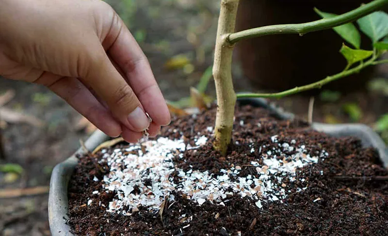 Vỏ trứng gà đã qua xử lý được rải quanh gốc cây