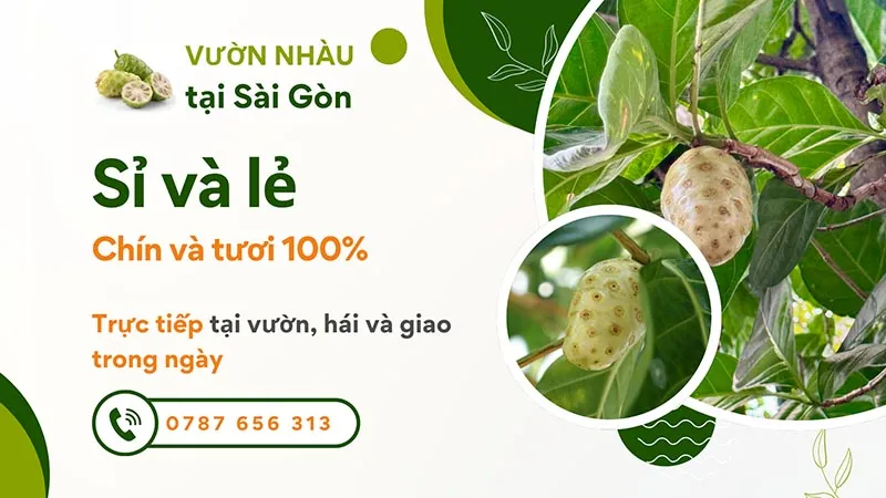 Trái nhàu tươi được sử dụng trong dân gian