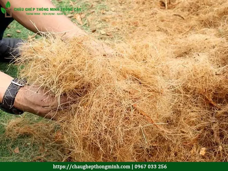 Xơ dừa trồng cây giúp đất tơi xốp