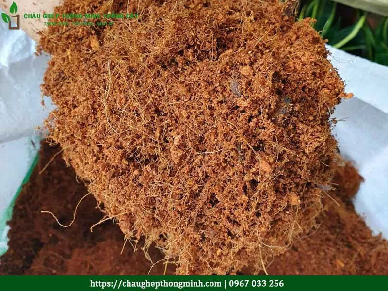 Mụn dừa trồng cây, một dạng khác của xơ dừa