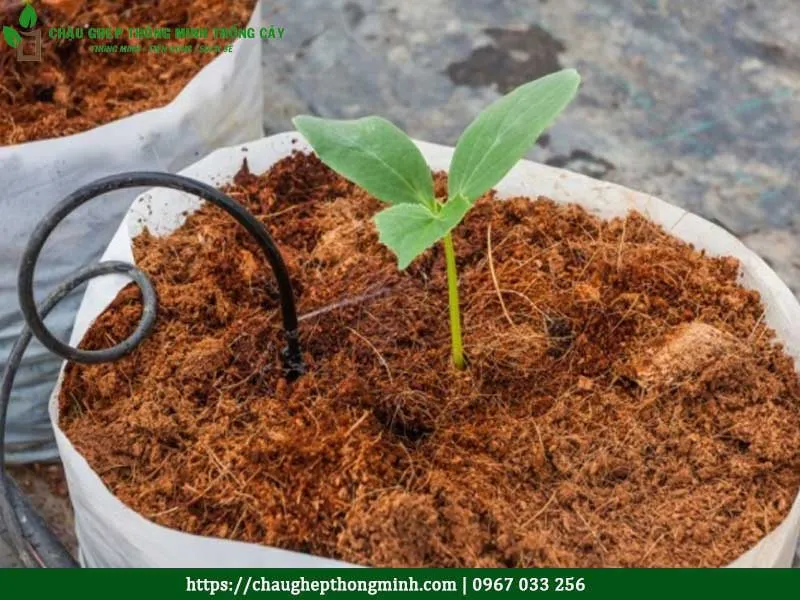 Vườn cây xanh tốt nhờ xơ dừa trồng cây