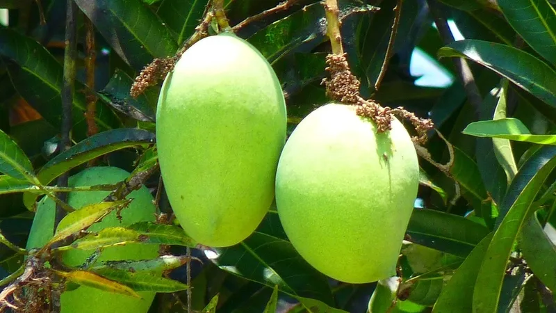 Cách thưởng thức xoài xanh đúng cách