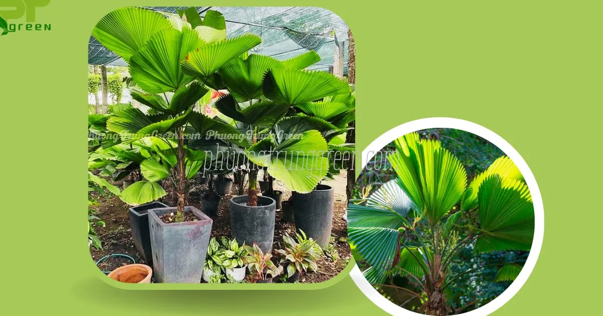 Ý nghĩa của cây Kè Nhật