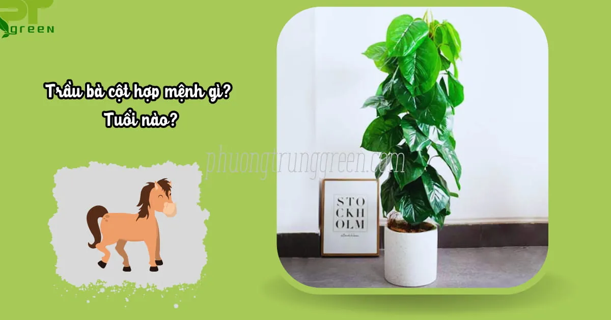 Cây trầu bà leo cột với lá xanh tươi tốt, tượng trưng cho sự thịnh vượng, đặc biệt hợp với người tuổi Ngọ