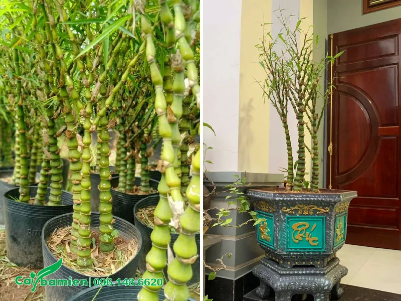 Trồng cây Trúc Quan Âm trong chậu cảnh và đặt trước cửa nhà