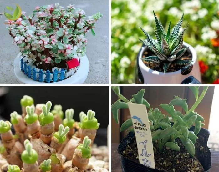 Cây Sen Đá Đô la, Sen Đá Móng Rồng, Sen Đá Tai Thỏ và Sen Đá Cá Heo
