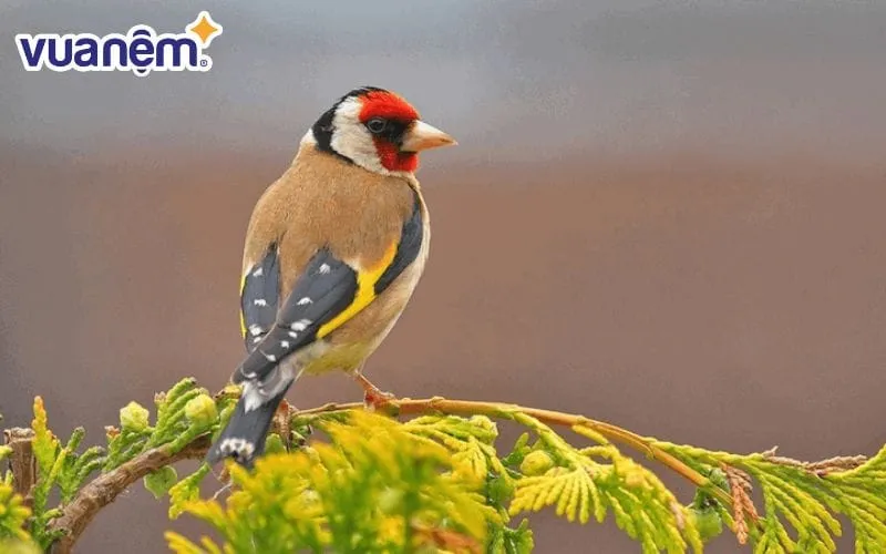Ý nghĩa tên Oanh có hàm ý Chim oanh – một loài chim cao quý