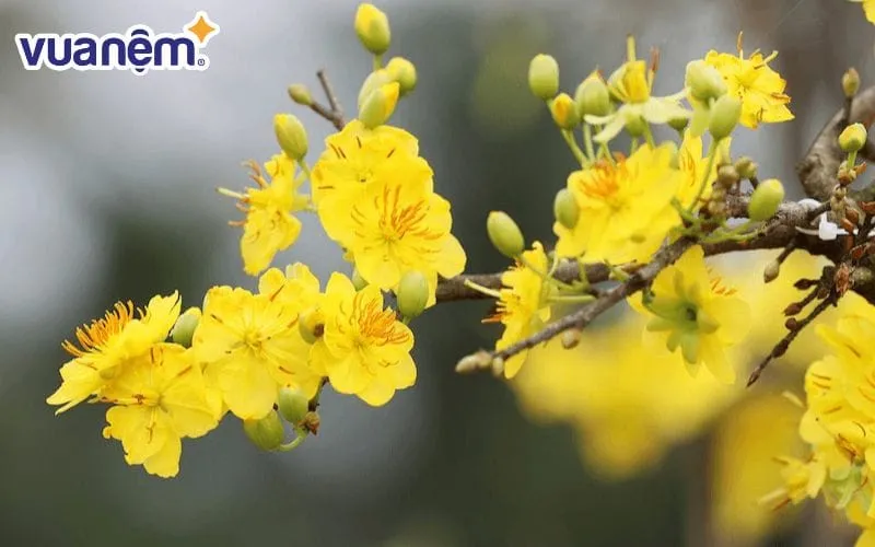 Mai vàng rực rỡ, đầy sức sống mùa xuân