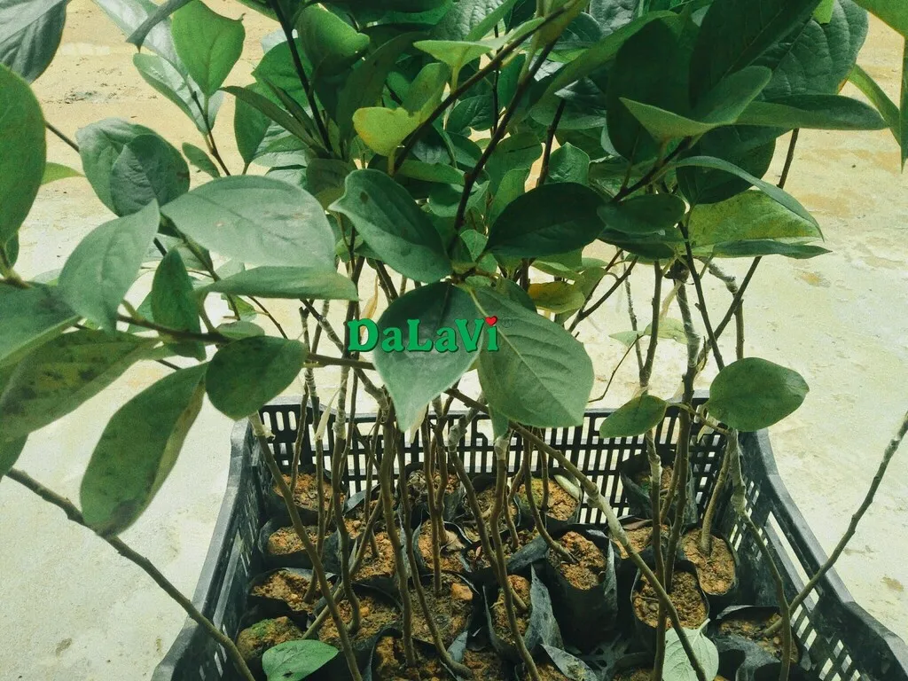 Kỹ thuật viên đang thực hiện ghép cành hồng trứng tại vườn ươm